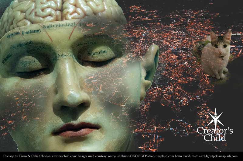 Cat Found with Intuition 2