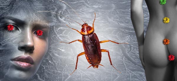 Cocockroach mystic