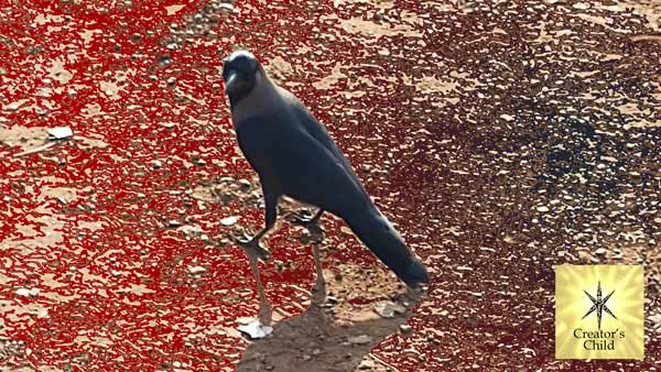 Crow Warning