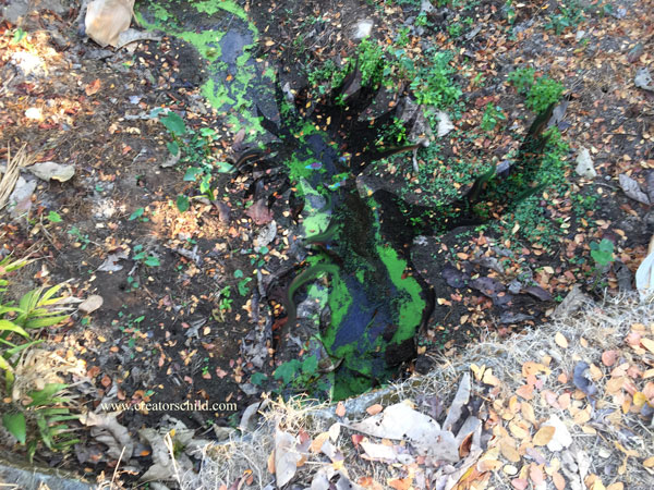 forest spirits seen by Creator's Child Masters Tarun & Celia Cherian 